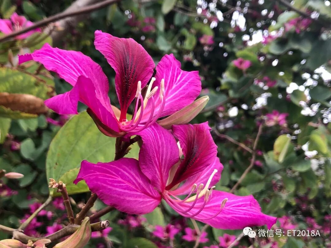 AA评语助手：给班主任的推荐 配图 2