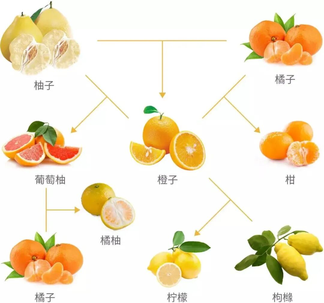AI 世界生存手册（一）：从LR到DeepSeek，模型慢慢变大了，也变强了 配图 47