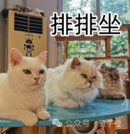 全球首次！国产AI开源端侧GPT-4o海外爆火，8B参数iPad就能跑 配图 13