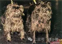 如何设计 AI 与人的交互？以及为什么真正的创新必然是集中式的？ 配图 2