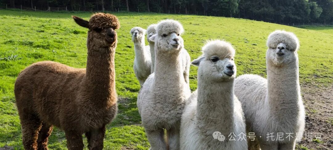 Windows本地体验最强开源模型Llama3！ 配图 2