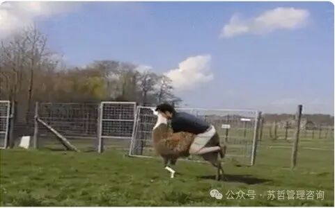 Llama2024年度要点总结