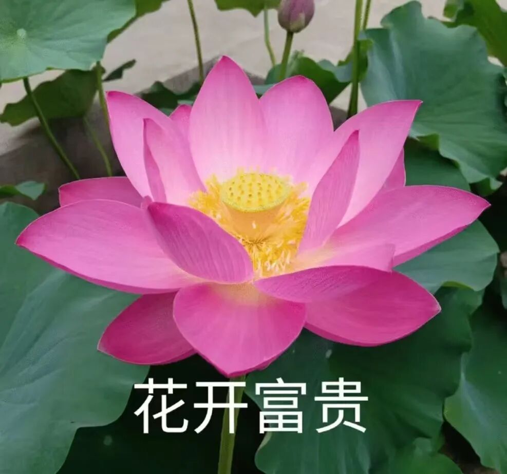 OpenAI发布49页长文，讲述o1的安全机制 配图 6