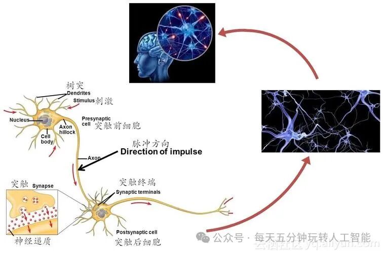 神经网络的深度探秘：从原理到应用的全面解读