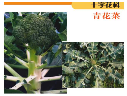 打破文本边界：如何进行多模态RAG评估 配图 9